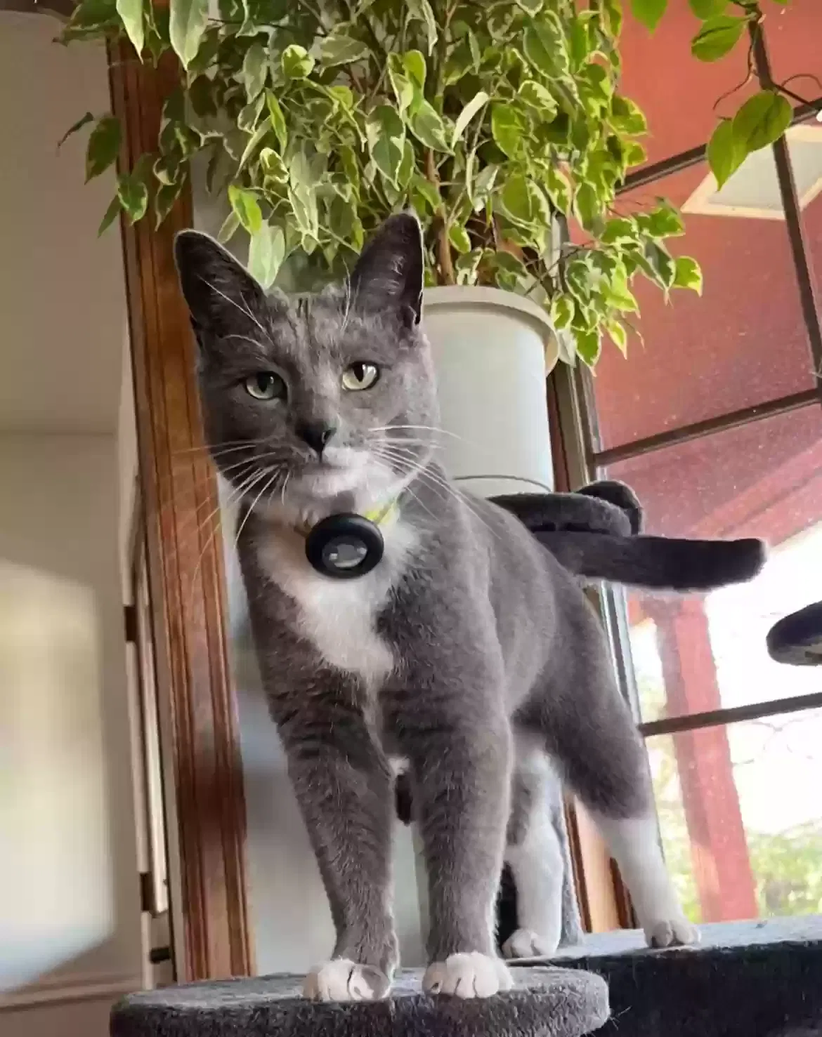 Lost cat in Hopkins, MN, 55305