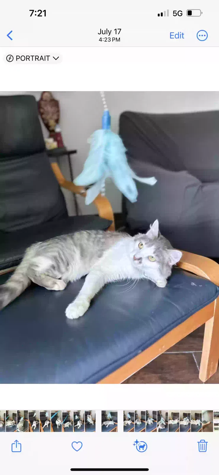 Lost cat in San Diego, CA, 92122