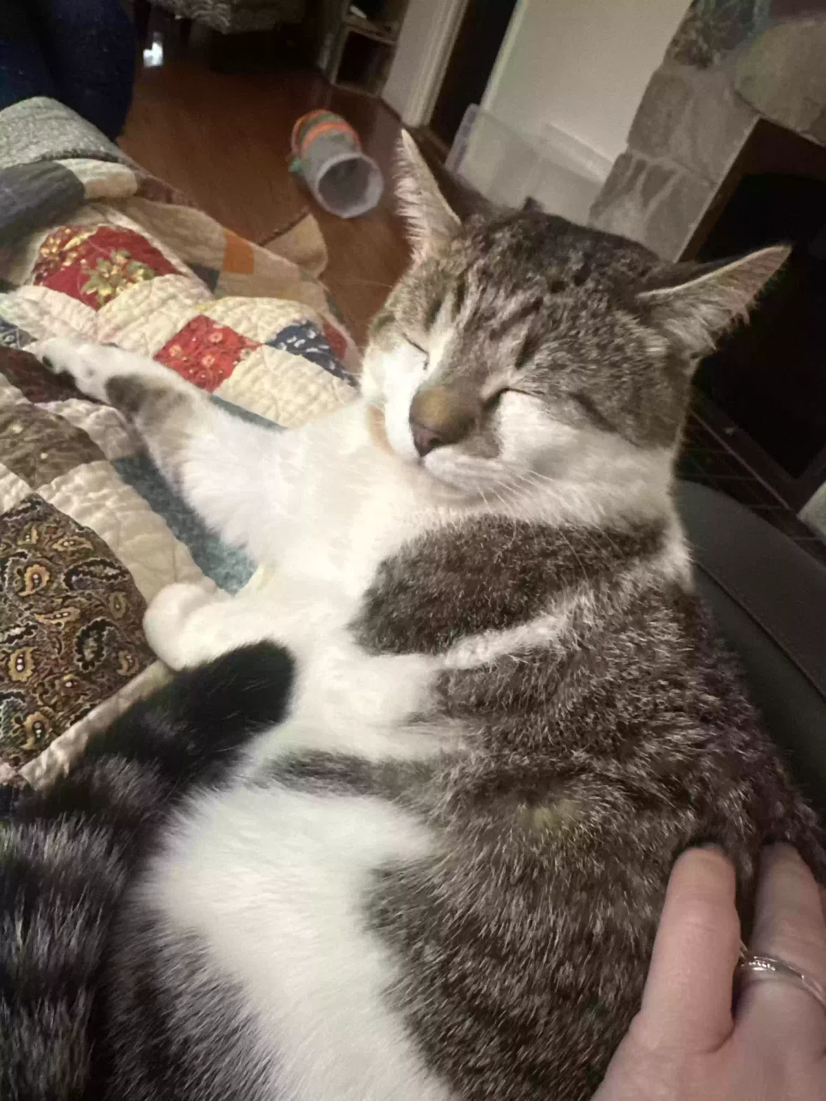 Lost cat in Royal Oak, MI, 48073