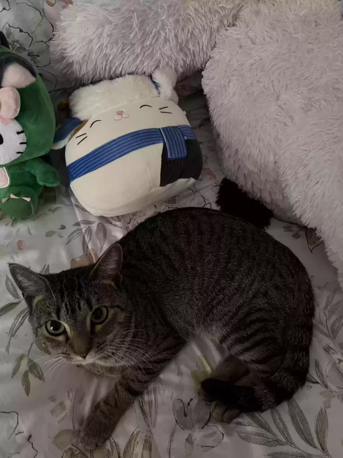 Lost cat in Tulsa, OK, 74133