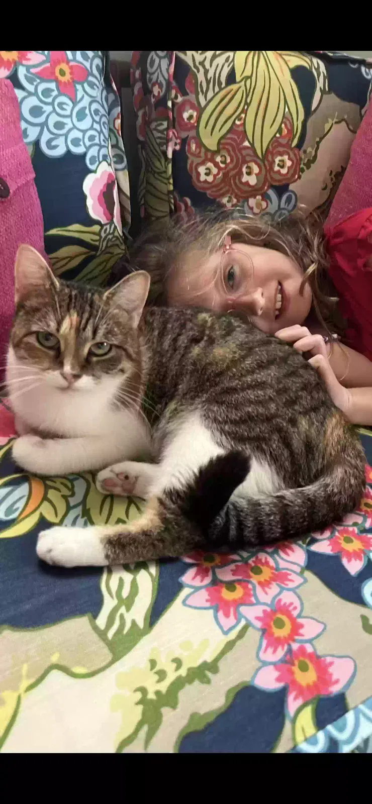 Lost cat in Houston, TX, 77025