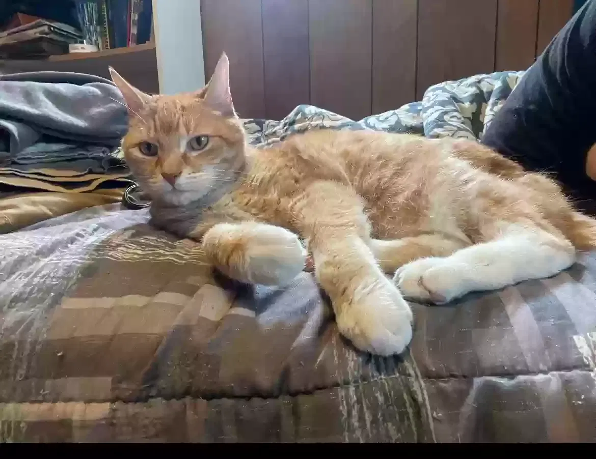 Lost cat in East Greenwich, RI, 2818