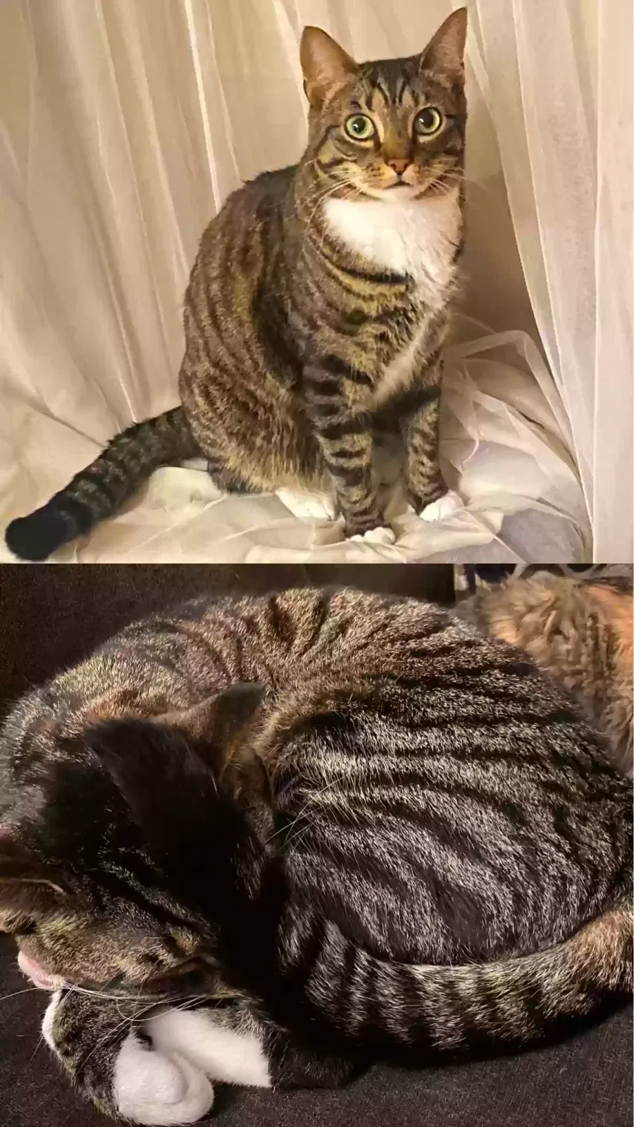 Missing Cat