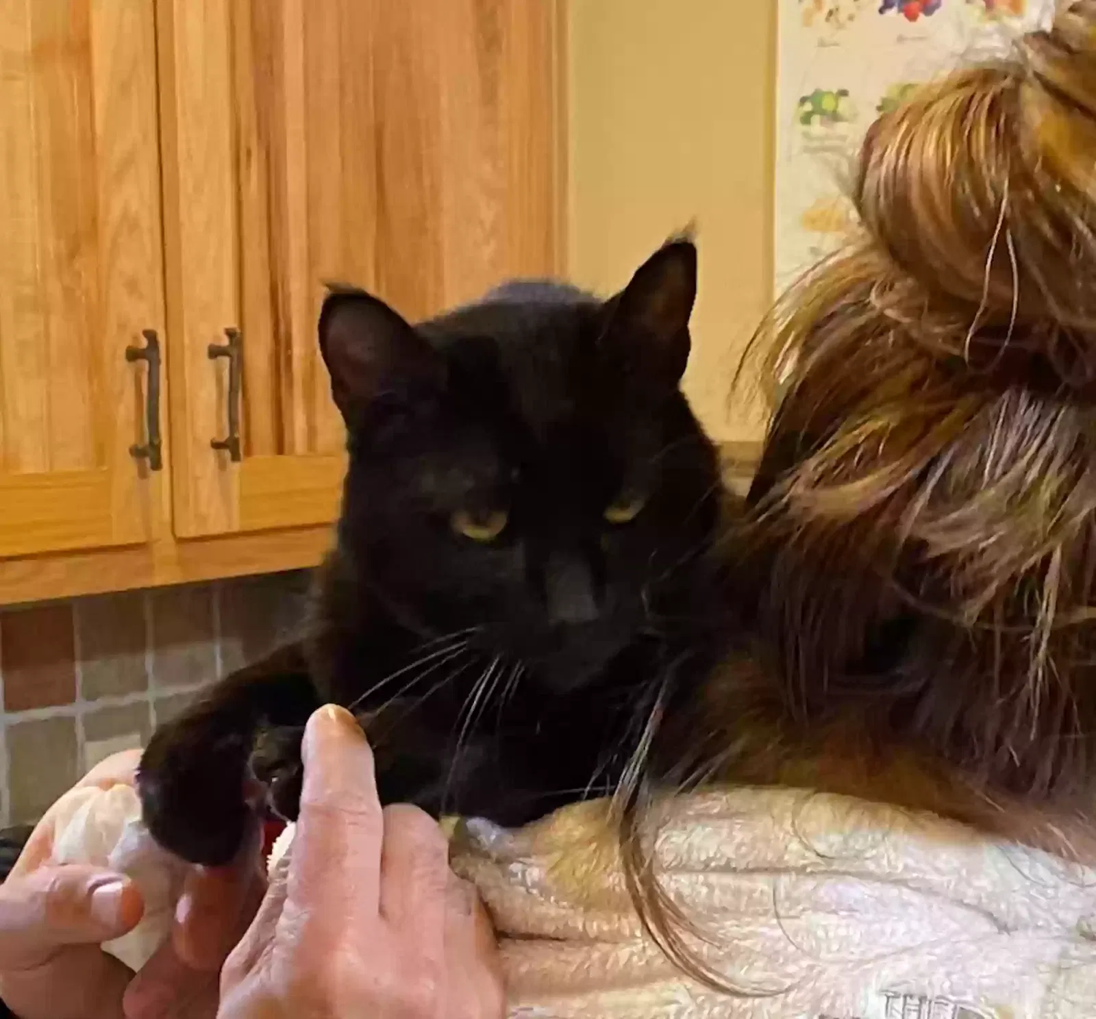 Lost cat in Mc Donald, TN, 37353
