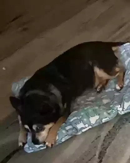 Lost dog in Tulsa, OK, 74132