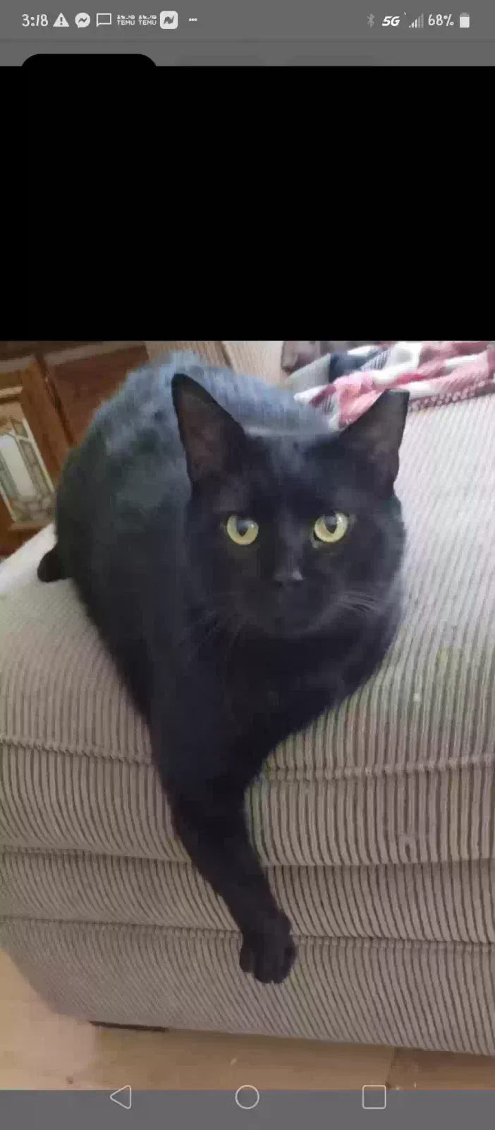 Lost cat in Wilmer, AL, 36587