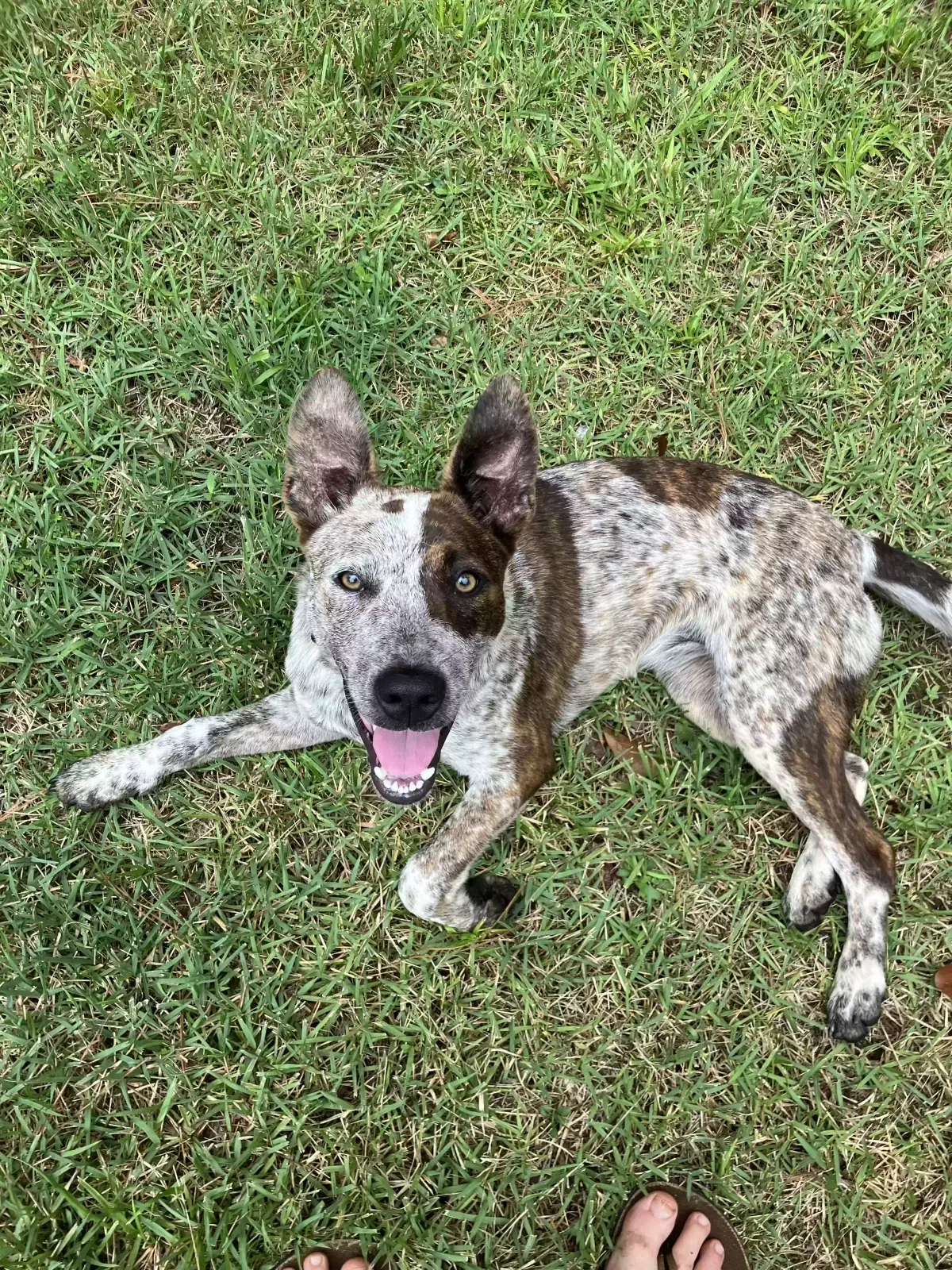 Found dog in Culloden, GA, 31016