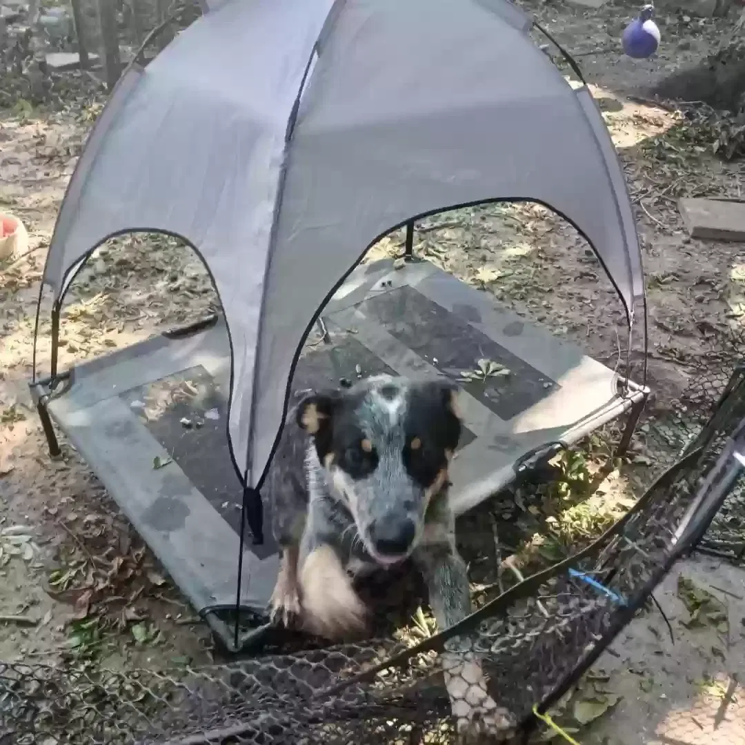 Lost dog in Houston, TX, 77012