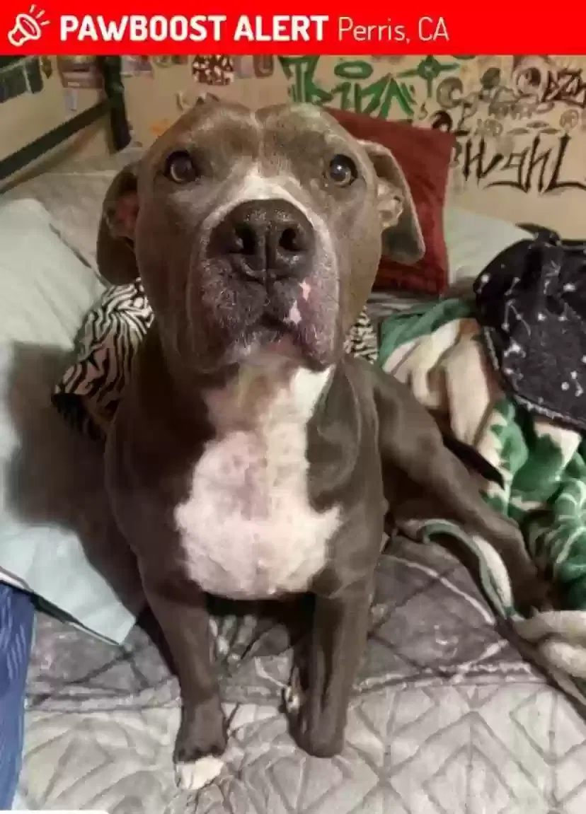 Lost dog in Perris, CA, 92570