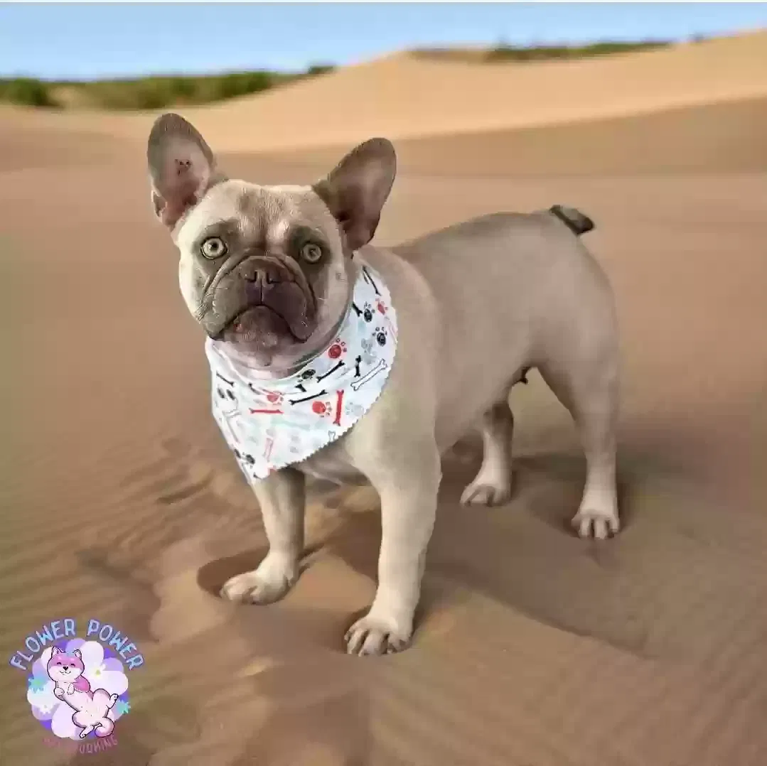 Lost dog in Hemet, CA, 92544