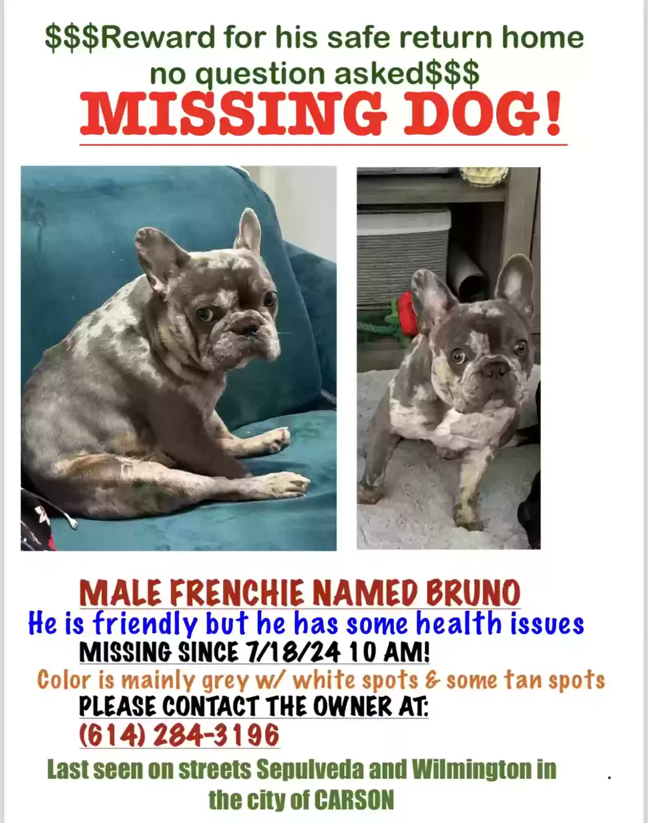 Lost dog in Carson, CA, 90745
