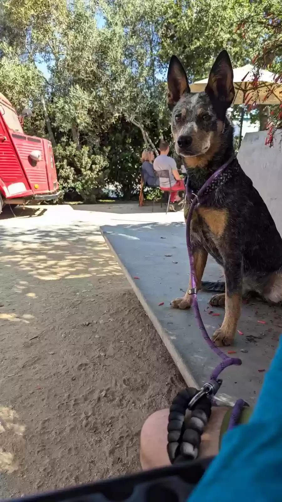 Lost dog in Los Angeles, CA, 90031