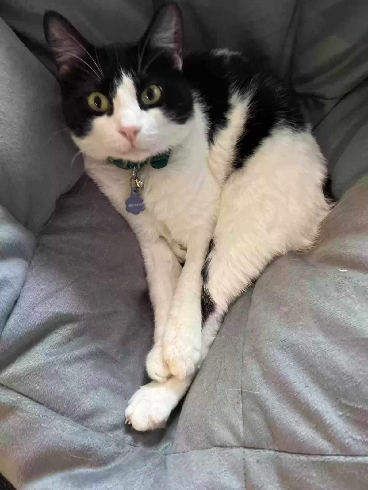Lost cat in Cibolo, TX, 78108