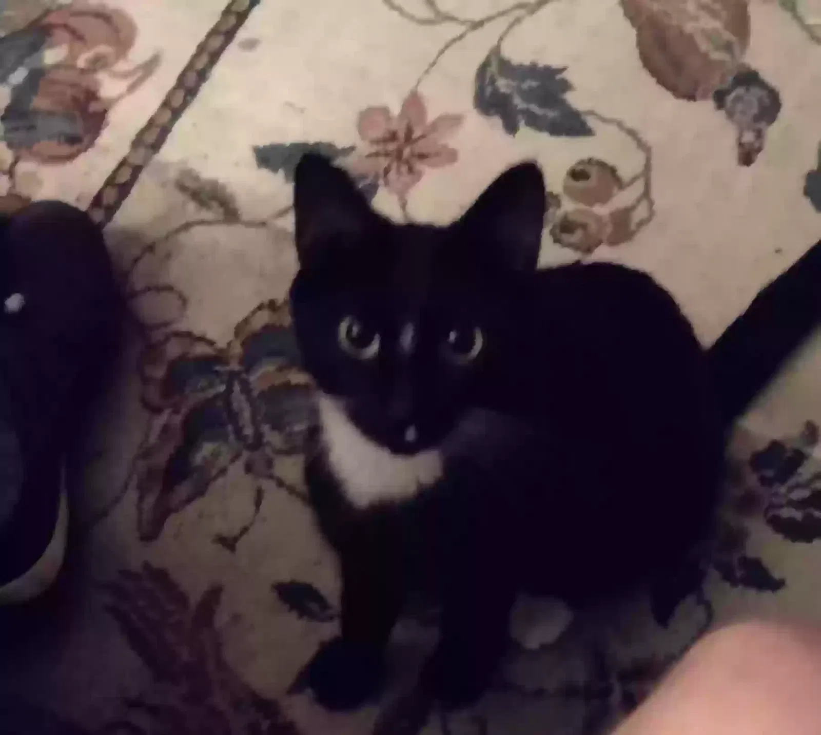 Lost cat in Statham, GA, 30666