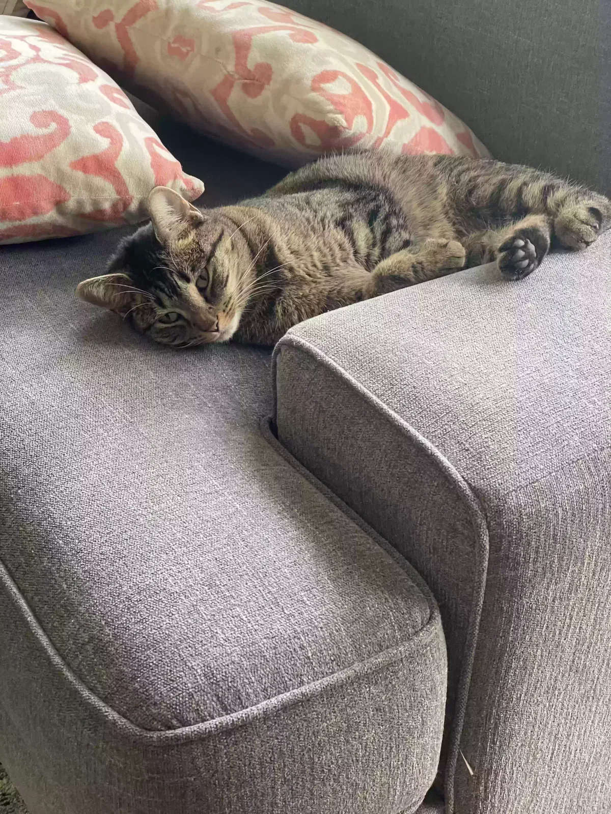 Lost cat in Saint Paul, MN, 55125