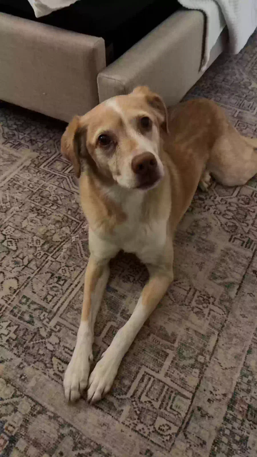 Lost dog in Flowery Branch, GA, 30542