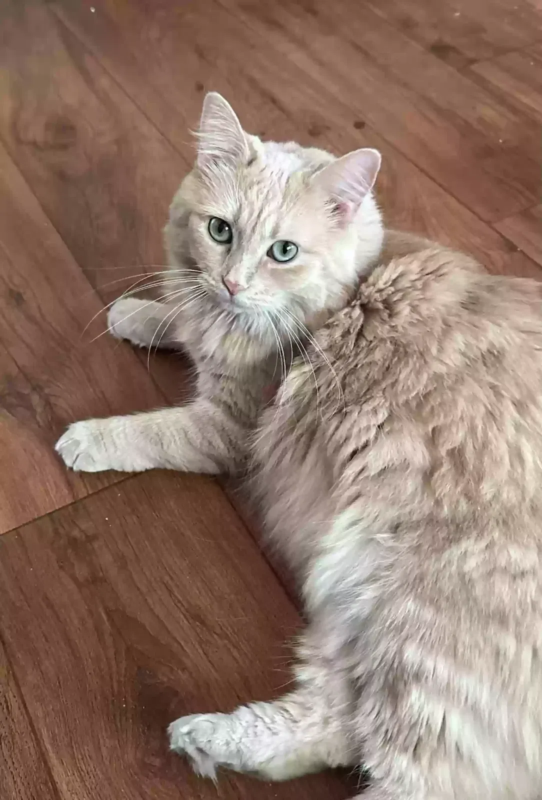 Lost cat in Newton, NC, 28658
