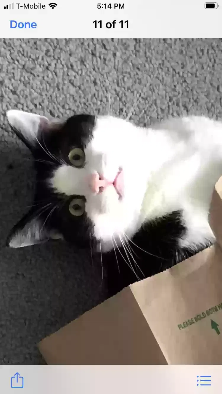 Lost cat in Ocala, FL, 34473