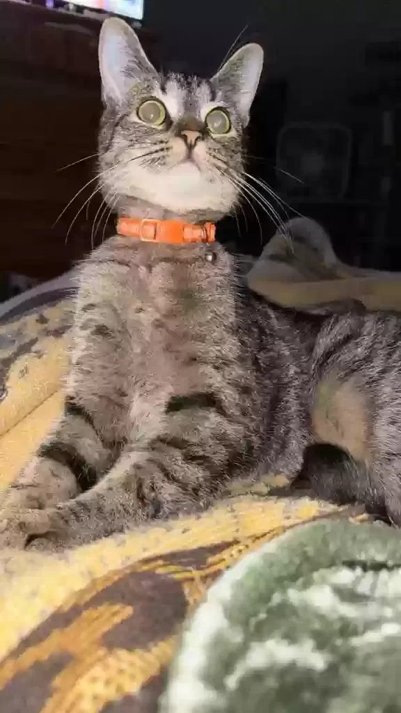 Lost cat in Nelsonville, OH, 45764