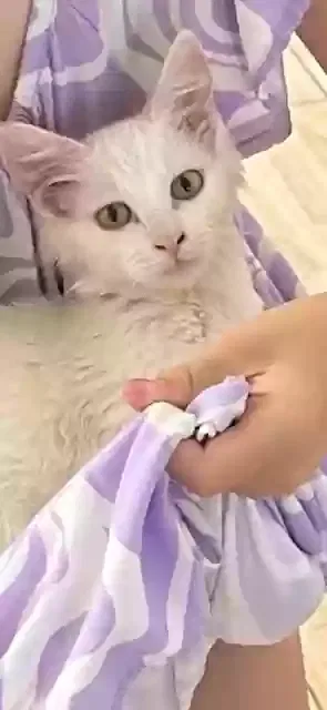 Lost cat in Corona, CA, 92879