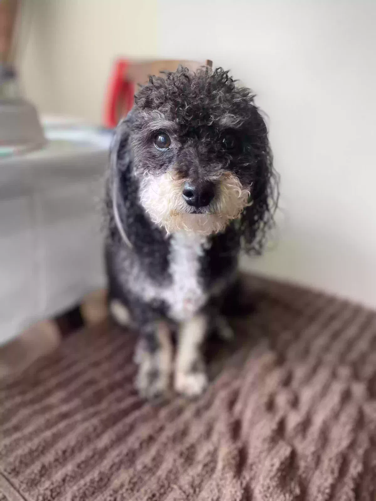 Lost dog in North Las Vegas, NV, 89031