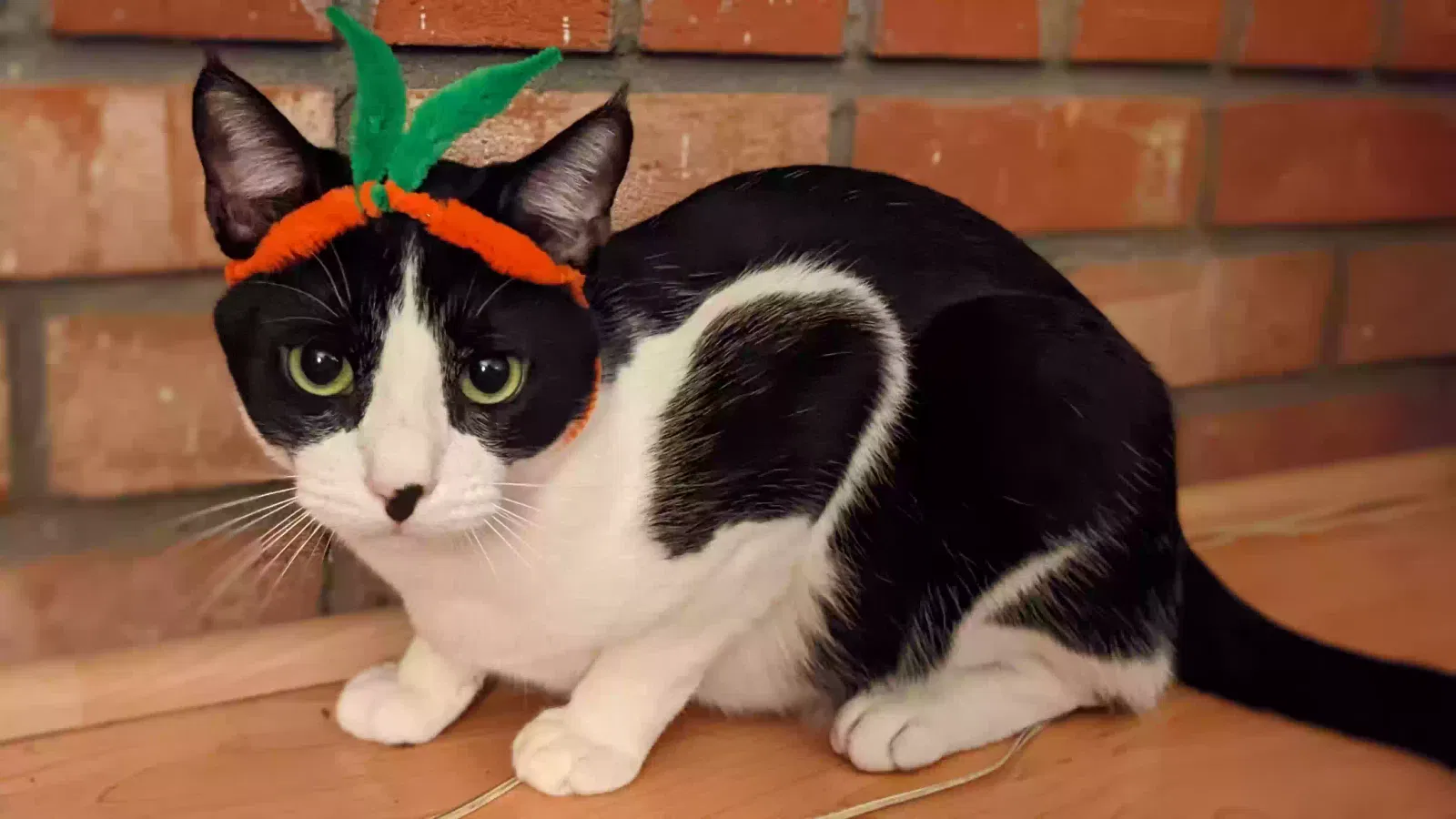 Lost cat in San Diego, CA, 92131