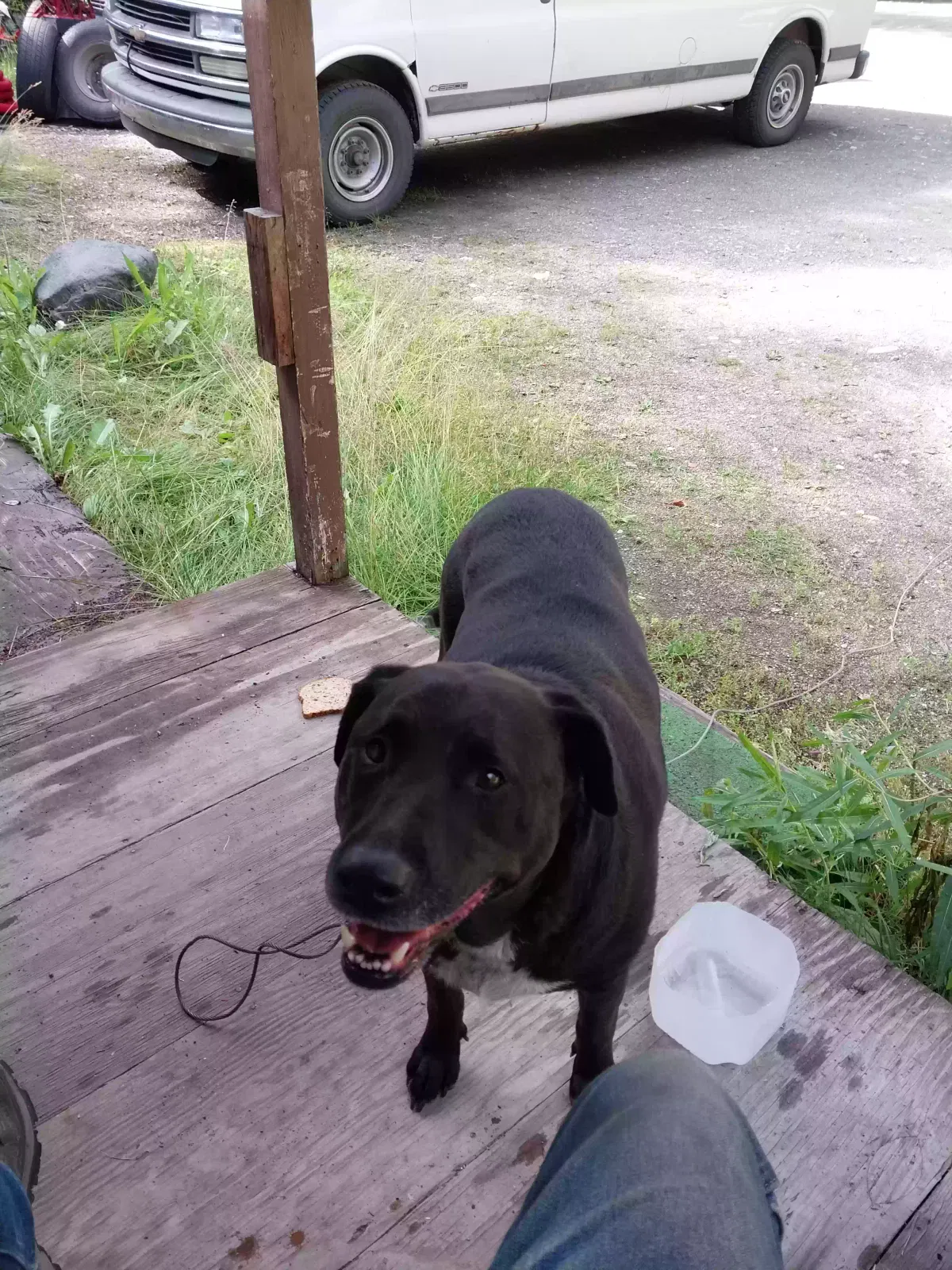 Found dog in Wasilla, AK, 99654