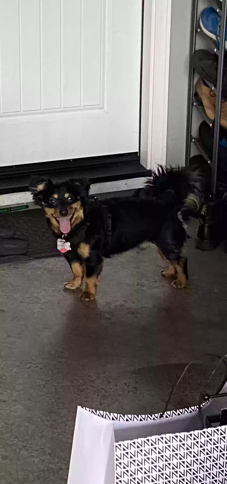 Lost dog in Roseville, CA, 95747