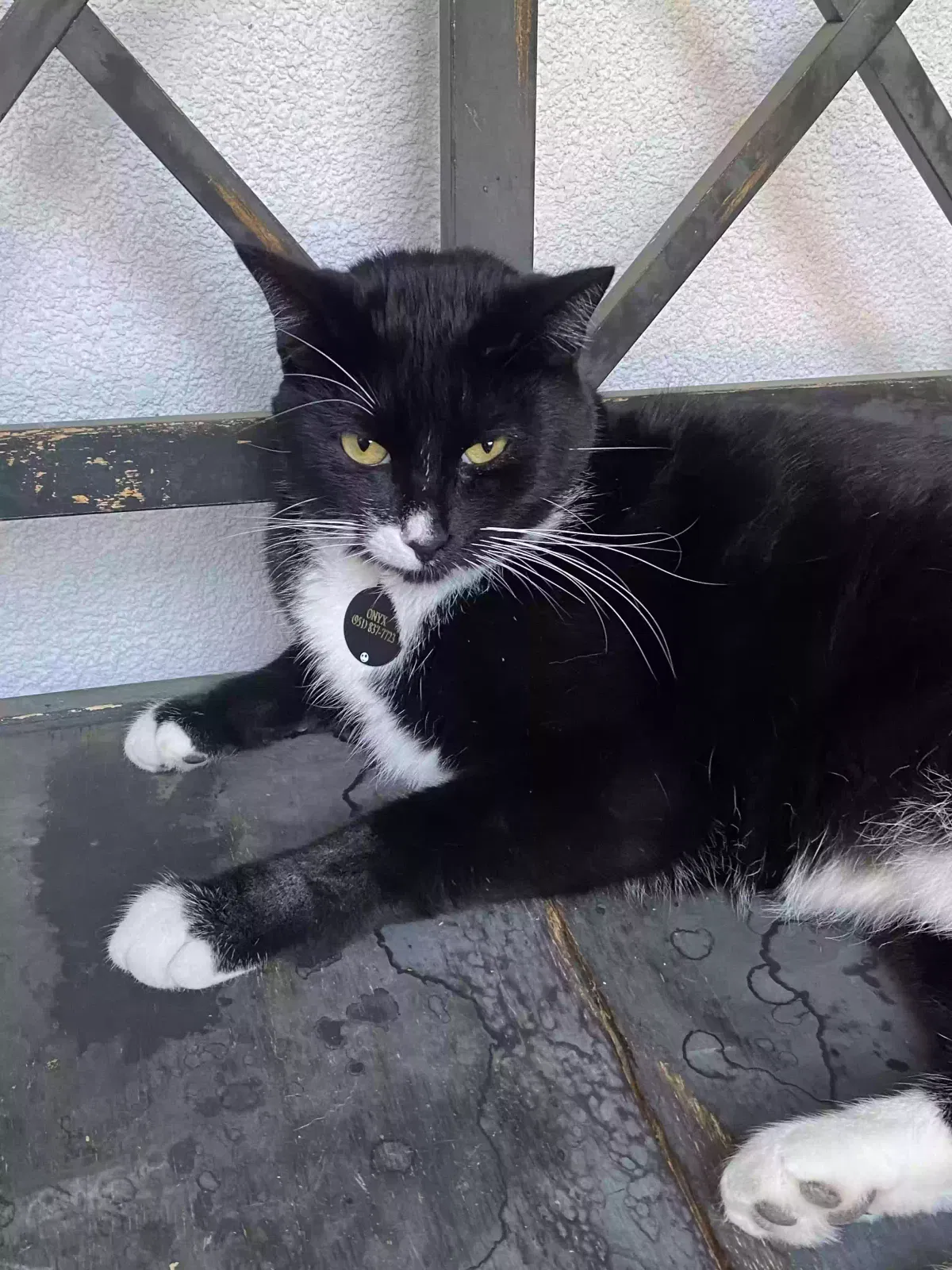 Lost cat in Murrieta, CA, 92562