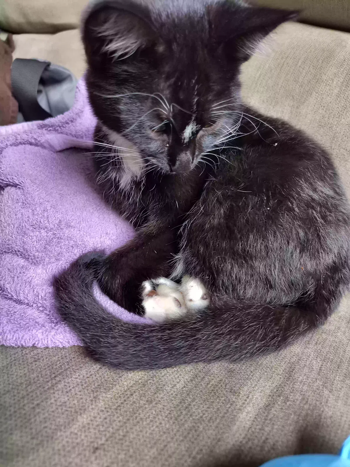 Found cat in Blue Springs, MO, 64015