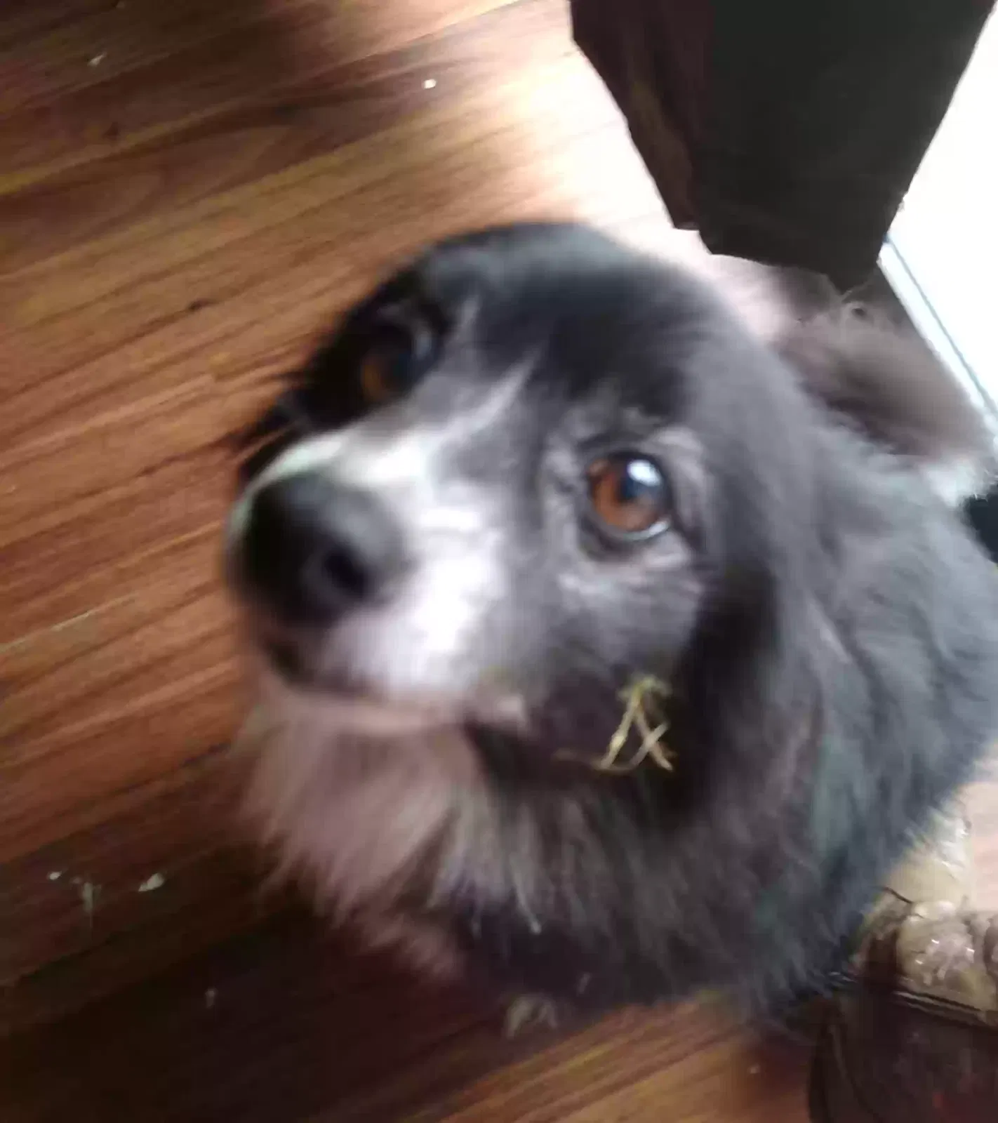 Lost dog in Bloomingdale, GA, 31302