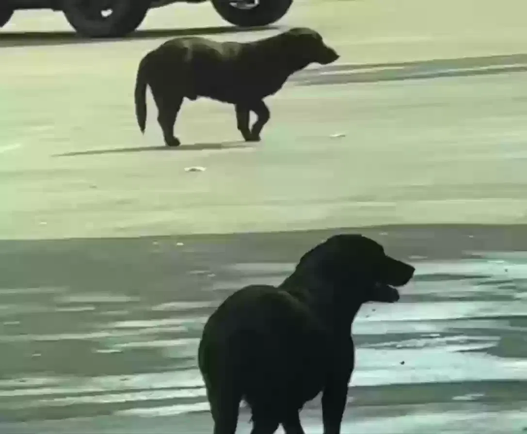 Found dog in Mathis, TX, 78368