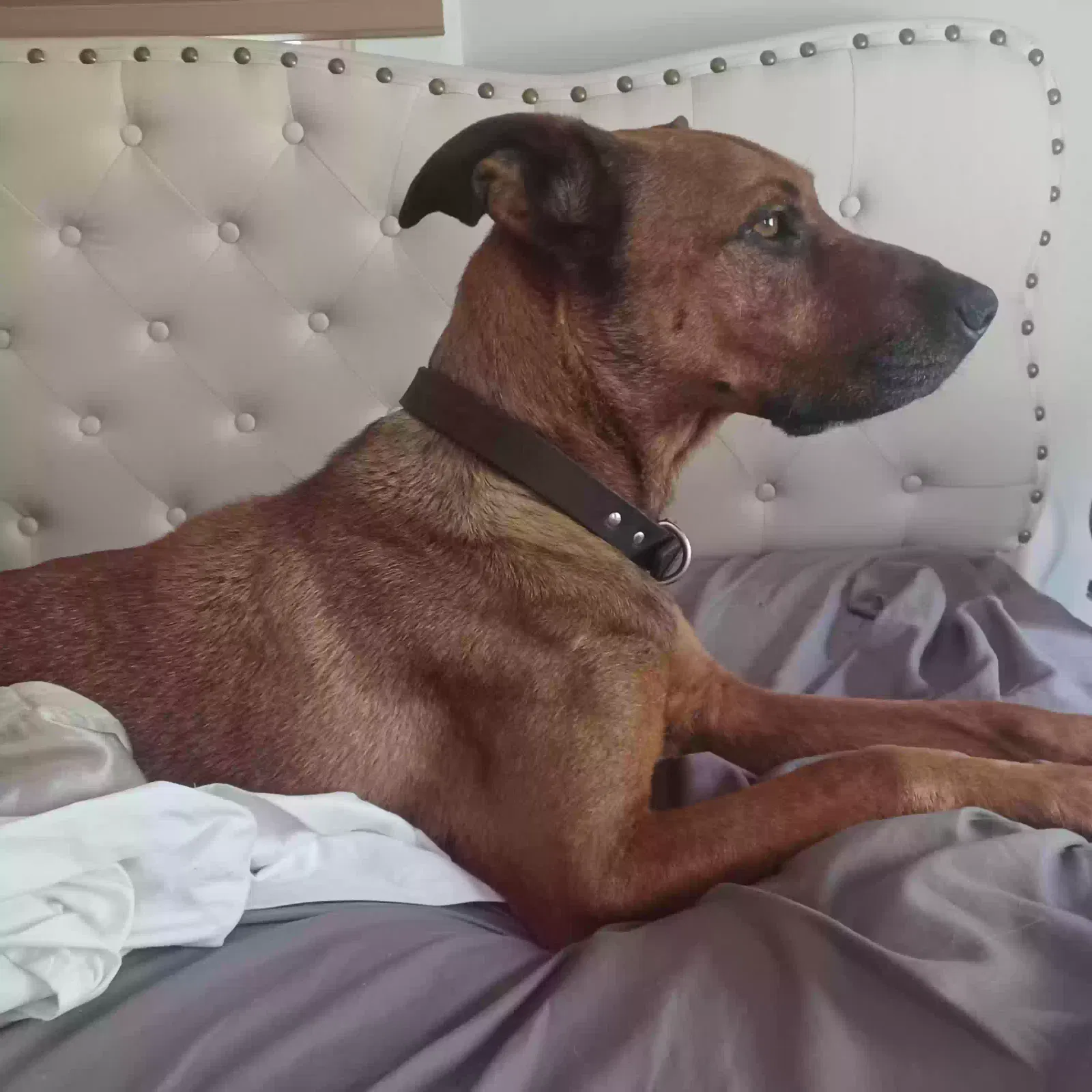 Found dog in Eureka Springs, AR, 72632