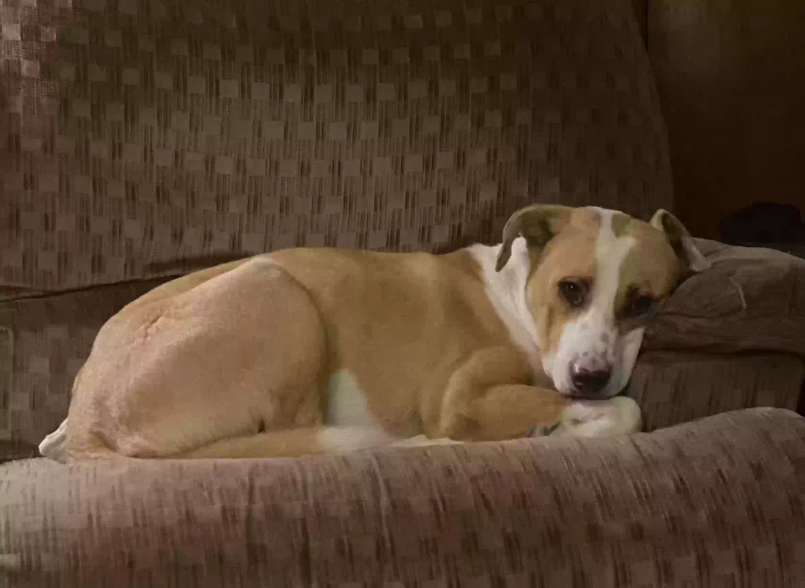 Found dog in Selma, NC, 27576