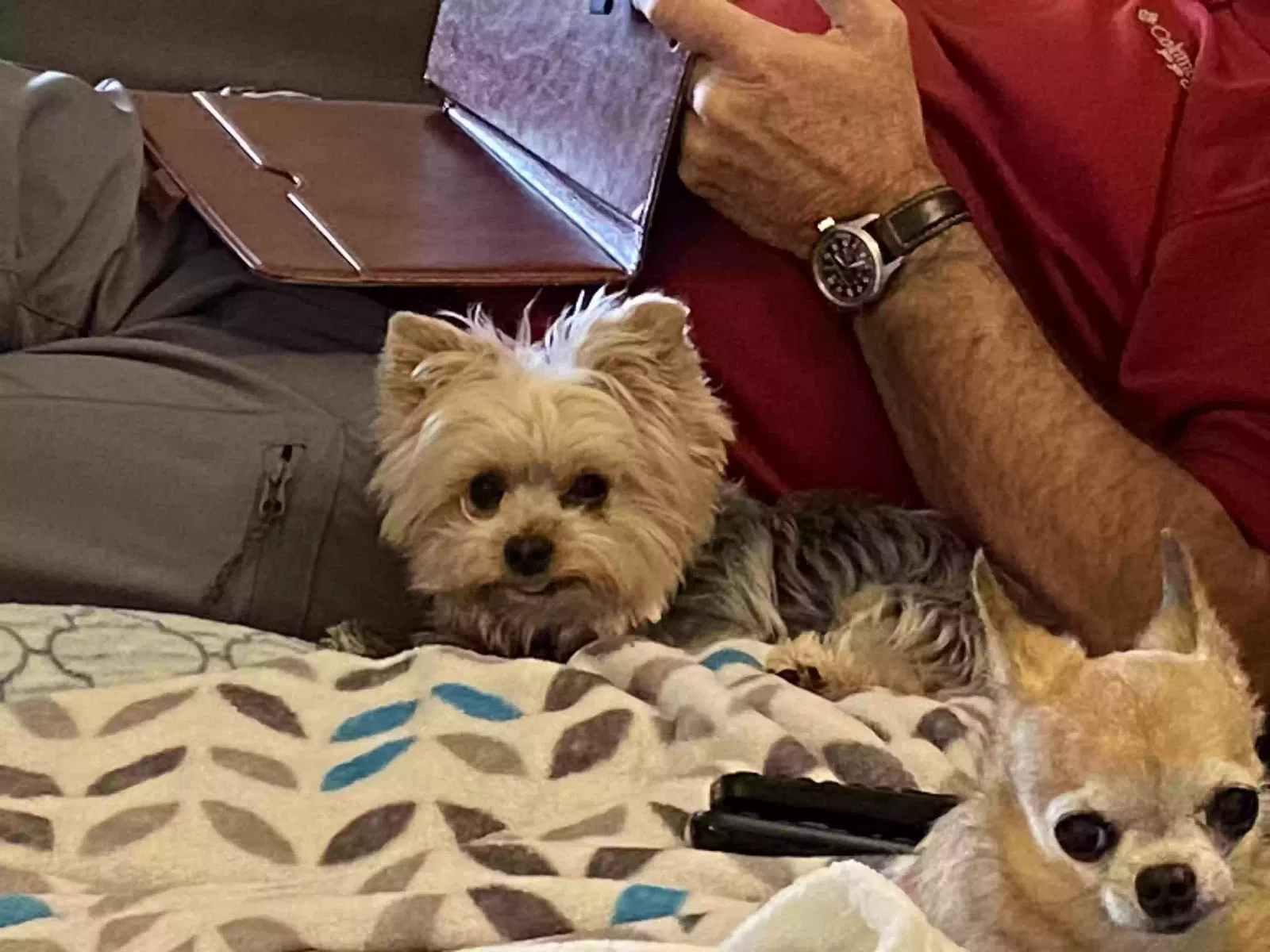 Lost dog in Huntsville, AL, 35806