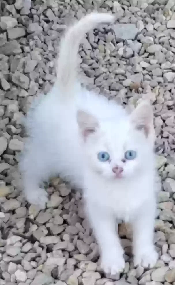 Lost cat in Wilson, WI, 54027