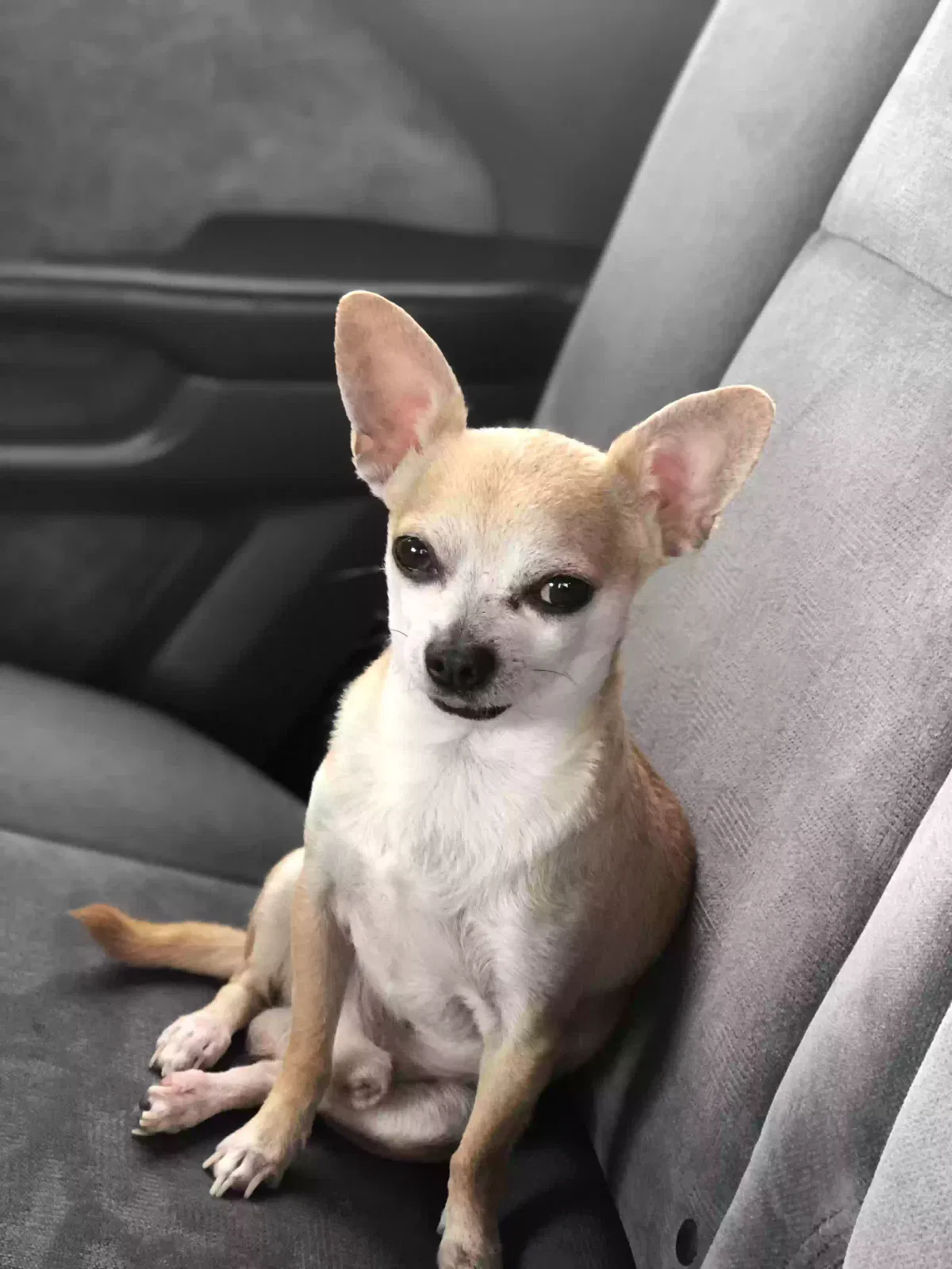 Lost dog in Concord, CA, 94520