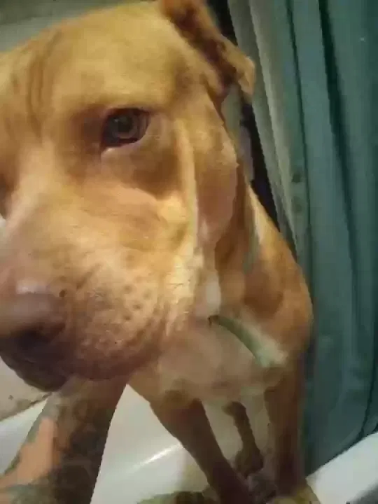 Lost dog in San Antonio, TX, 78207