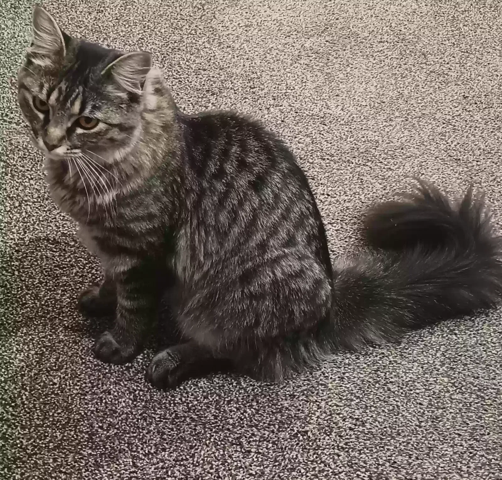 Lost cat in Boise, ID, 83712