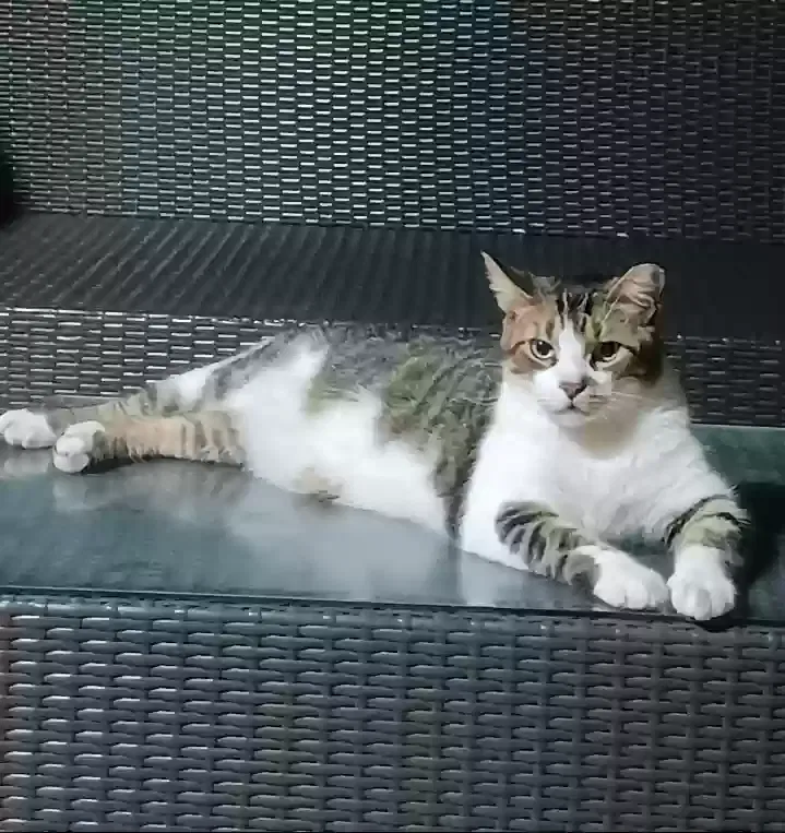 Lost cat in Miami, FL, 33186