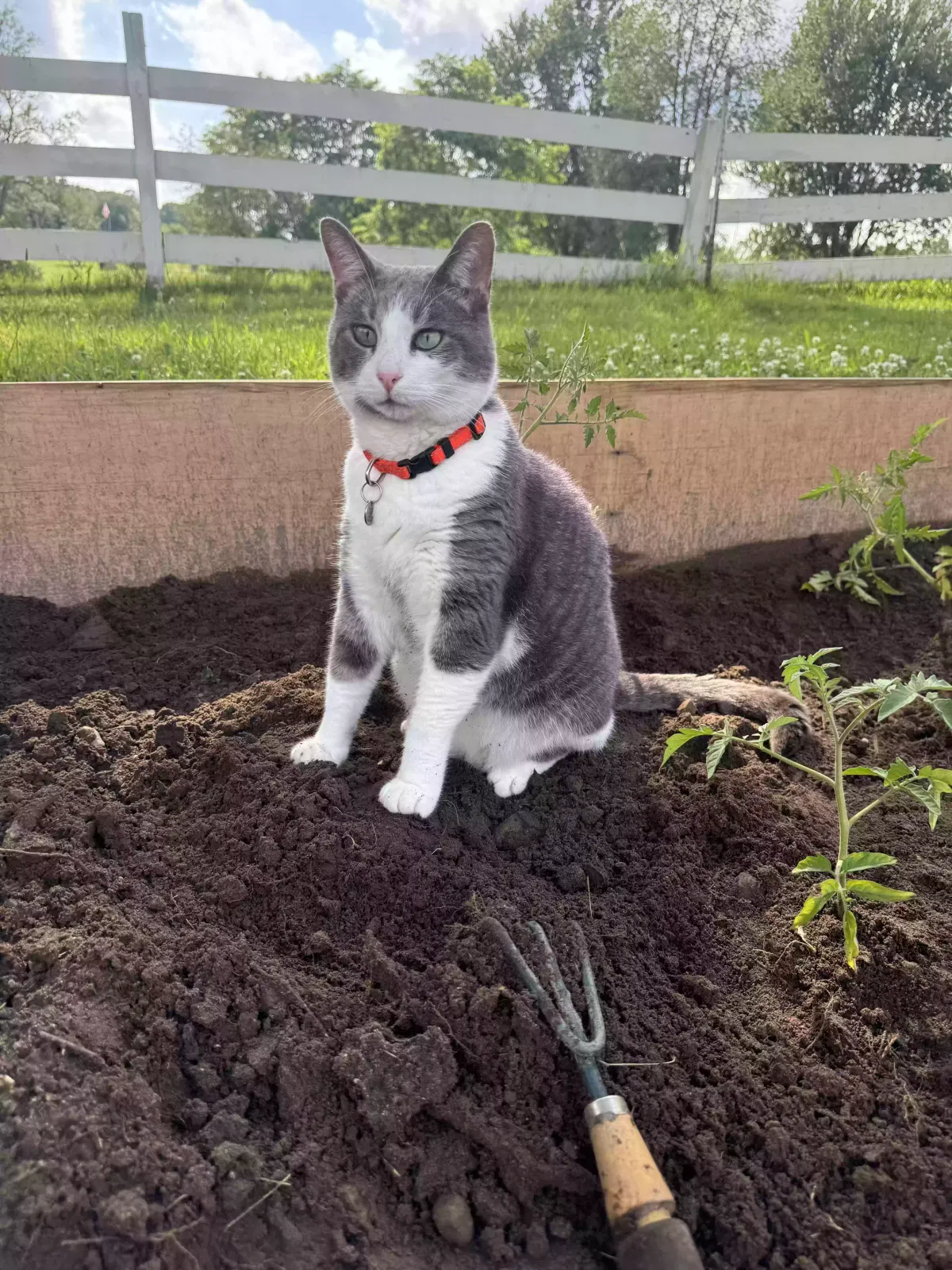 Lost cat in Holly, MI, 48442