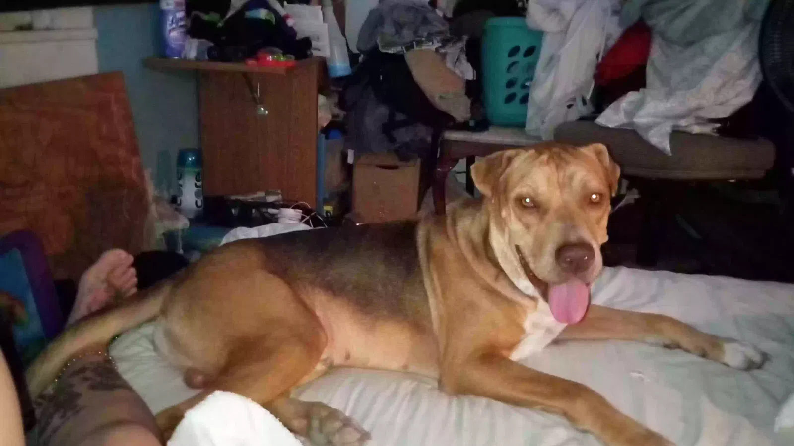 Lost dog in San Antonio, TX, 78207
