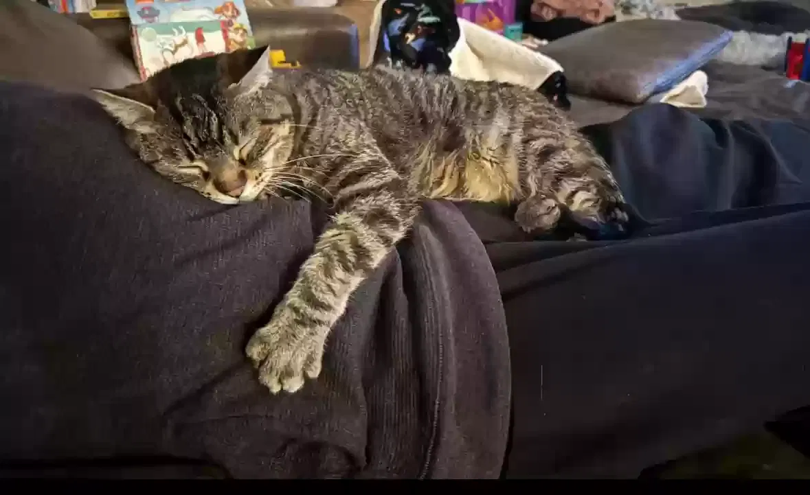 Lost cat in Aurora, IL, 60503