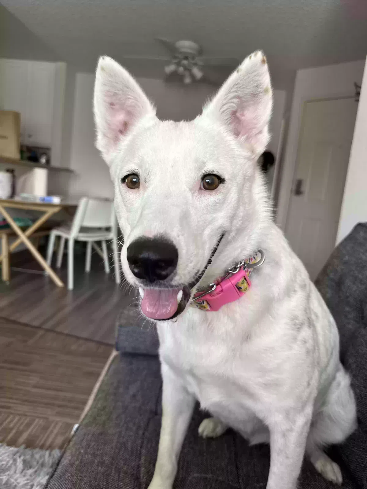 Lost dog in San Diego, CA, 92122