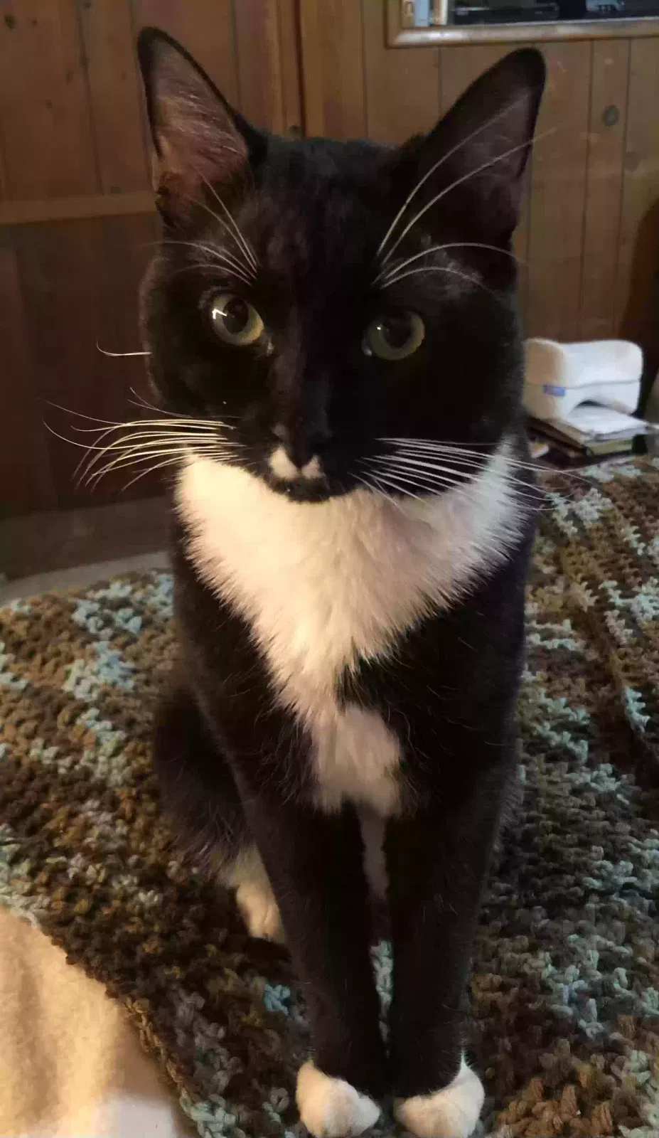 Lost cat in Whittier, CA, 90601