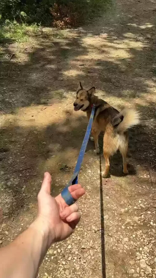 Lost dog in Caldwell, TX, 77836