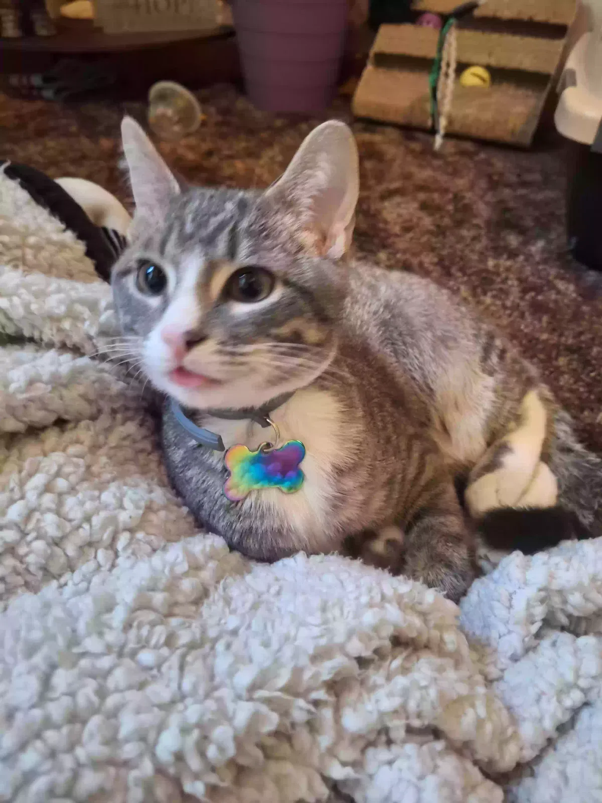 Lost cat in Louisville, KY, 40258