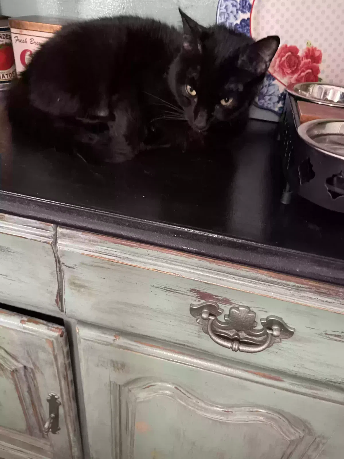 Found cat in Lillington, NC, 27546
