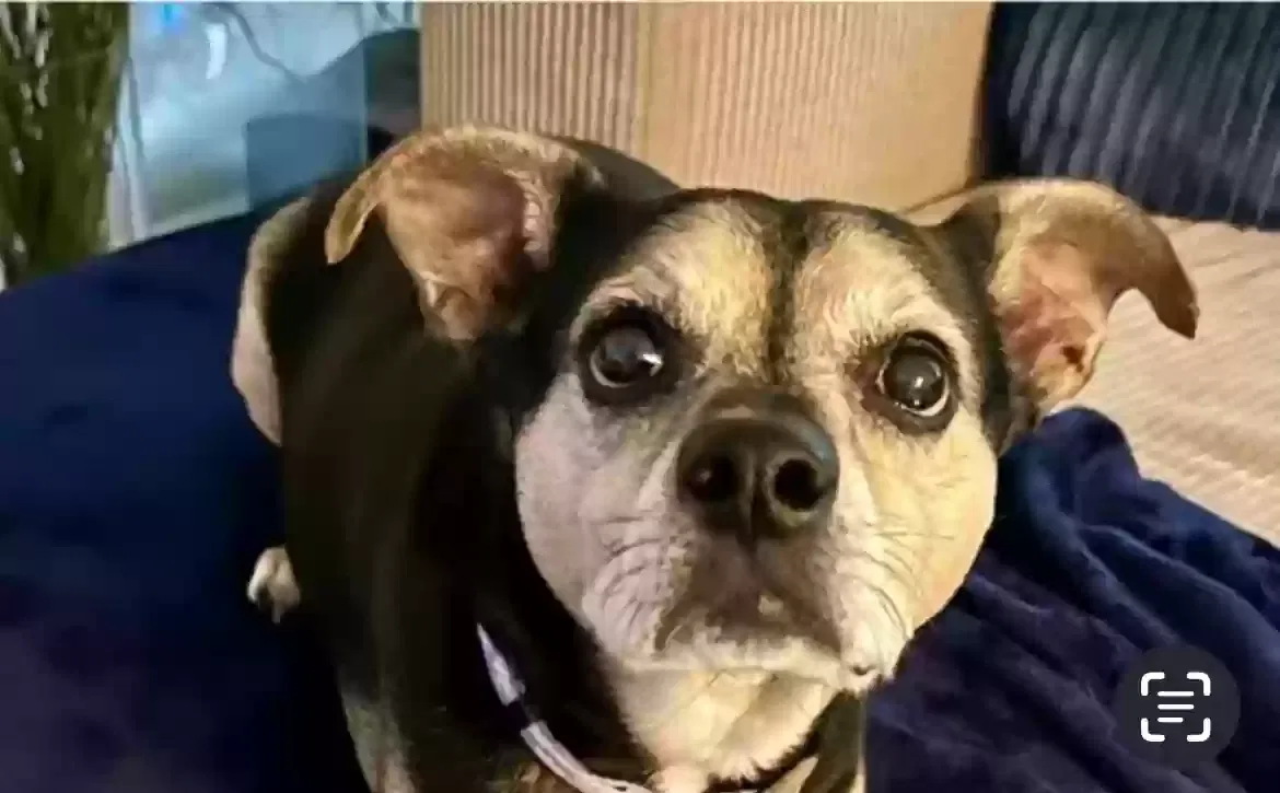 Lost dog in Naperville, IL, 60564