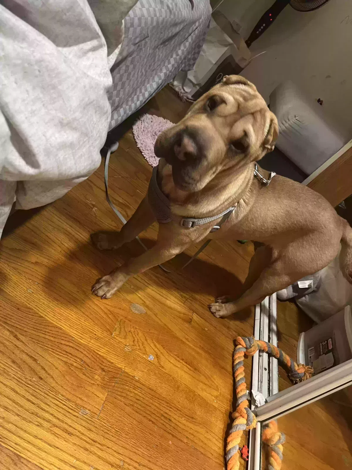 Lost dog in Hollis, NY, 11423